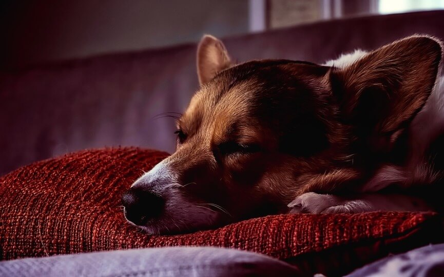 remedios para los perros que duermen mucho