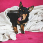 Mi perro duerme mucho, qué le pasa