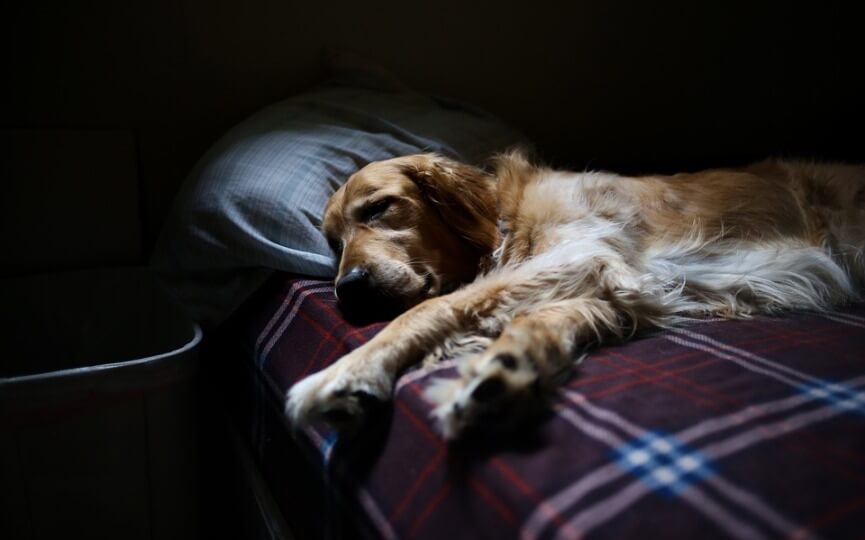 por que mi perro duerme demasiado