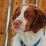 perro soporta frío y nieve