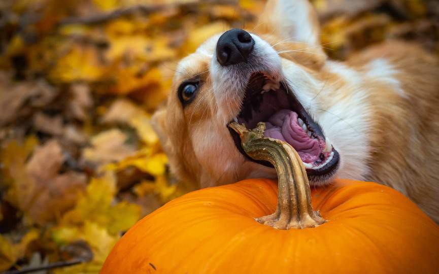 ansiedad perro apetito