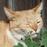 hierba gatera efectos en gatos