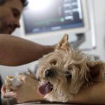 Hospital veterinario de Valencia pionero en aplicar injertos