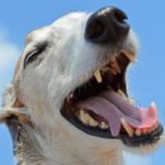 periodontitis