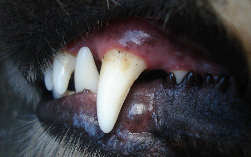 periodontitis en perro