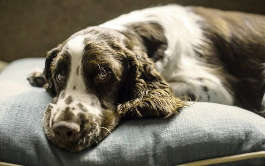 perros rascan cojín antes de dormir