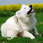 Pioderma canina