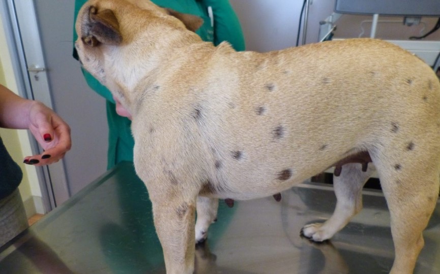 pioderma en perros