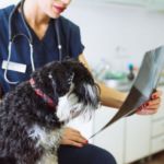 cáncer en mascotas