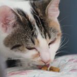 carbohidratos para gatos