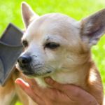 desenredar pelo perro