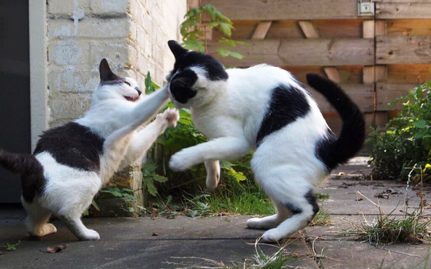 gatos vif
