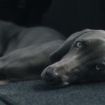 hembra de perro sufre piómetra