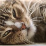 peritonitis infecciosa felina