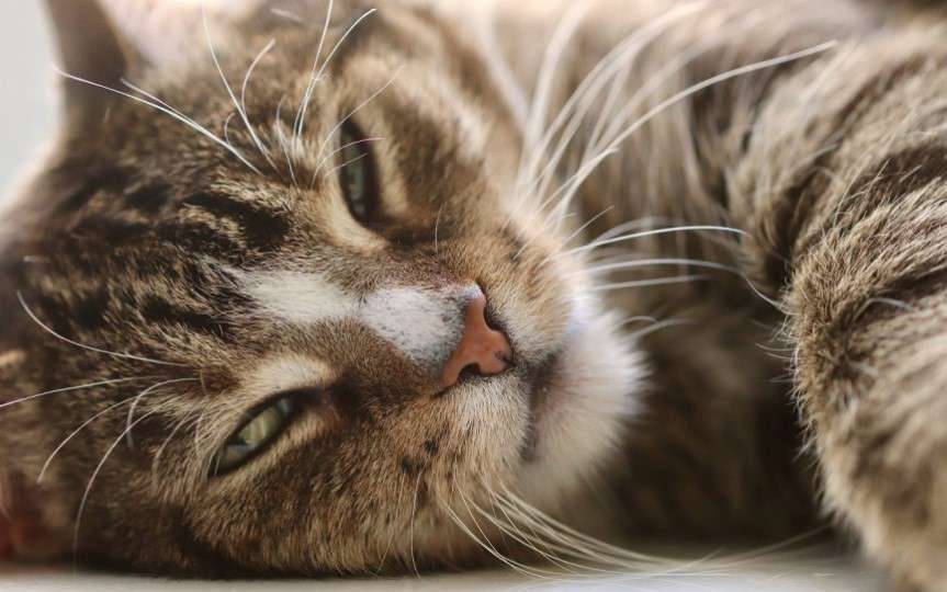 peritonitis infecciosa felina