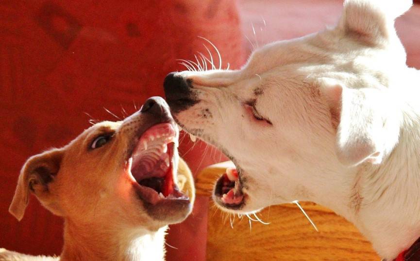 perro ladra a otros perros