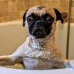 mi perro tiene miedo al baño