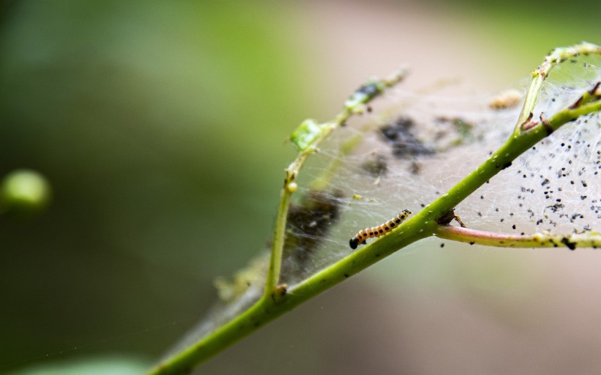 oruga procesionaria