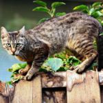 vif en gatos