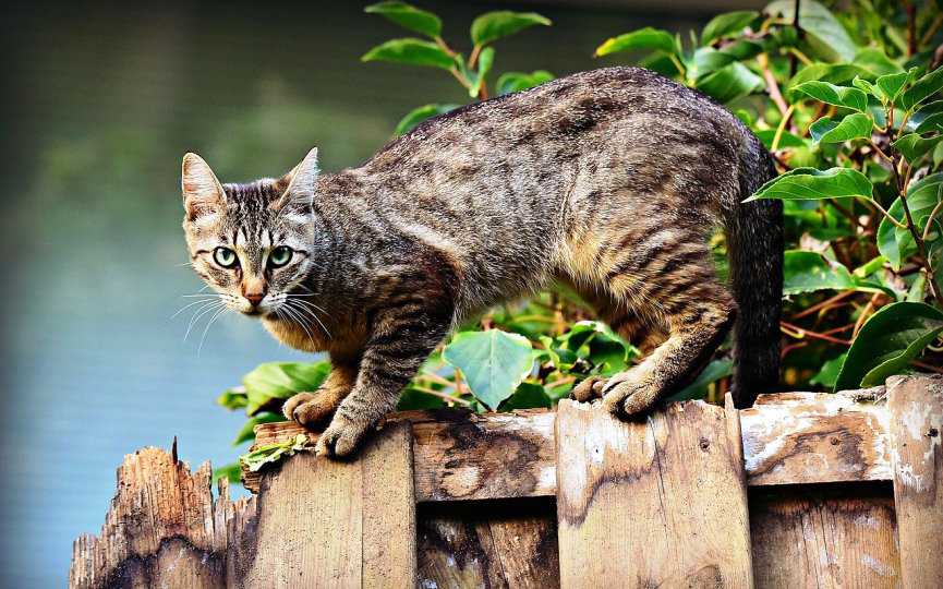 vif en gatos