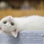 Carcinoma de células blancas en gatos blancos