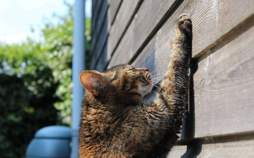 Evitar que un gato arañe cortinas o muebles