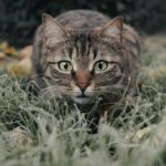 gatos asilvestrados