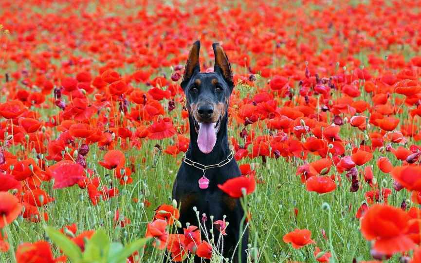 Ir al campo con perro