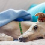 La importancia de la vacunación en mascotas