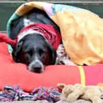 juguetes si dejas al perro solo