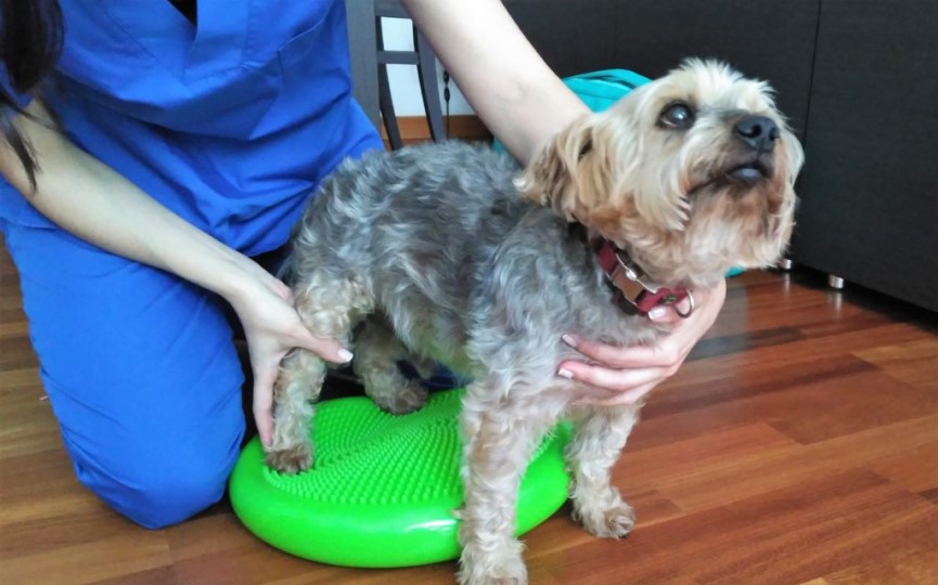 Luxación de rótula en perros