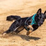 perro corre de repente sin motivo