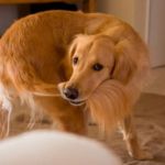 Perro se muerde la cola