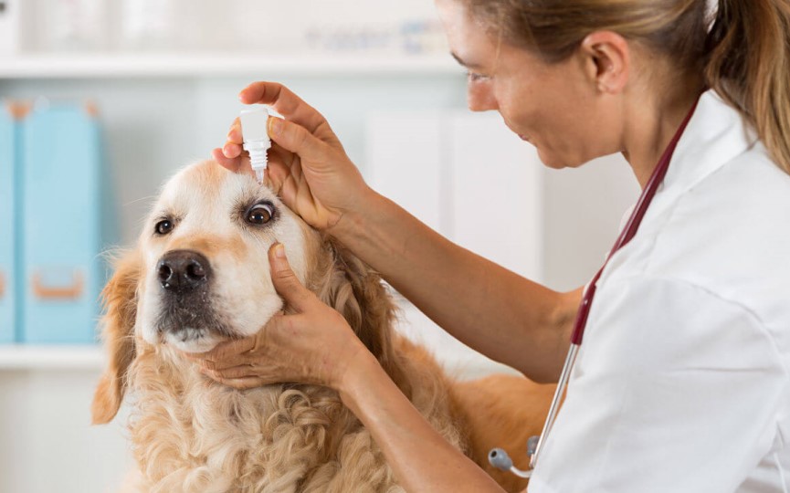 Perro con Síndrome del ojo seco