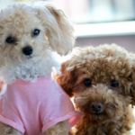 perros mini