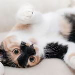 Accesorios para gatos