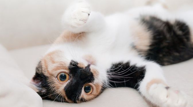 Accesorios para gatos