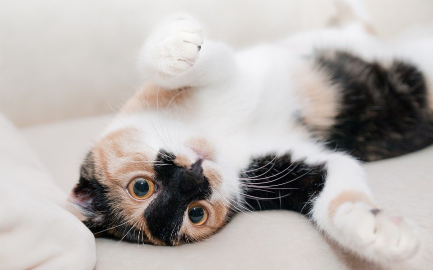 Accesorios para gatos