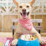 aceite de oliva para perros