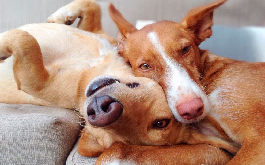 celo en perros