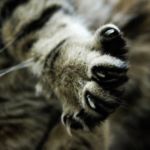 Desungulación en gatos