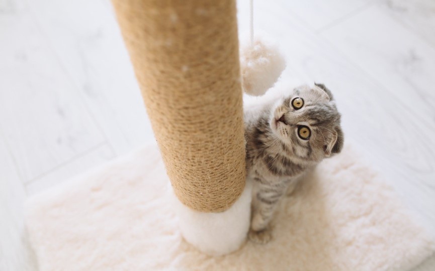 Gato sufre desungulación