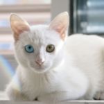 Gato persa Síndrome del riñón poliquístico