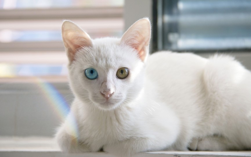 Gato persa Síndrome del riñón poliquístico