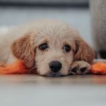 Parvovirus en cachorros