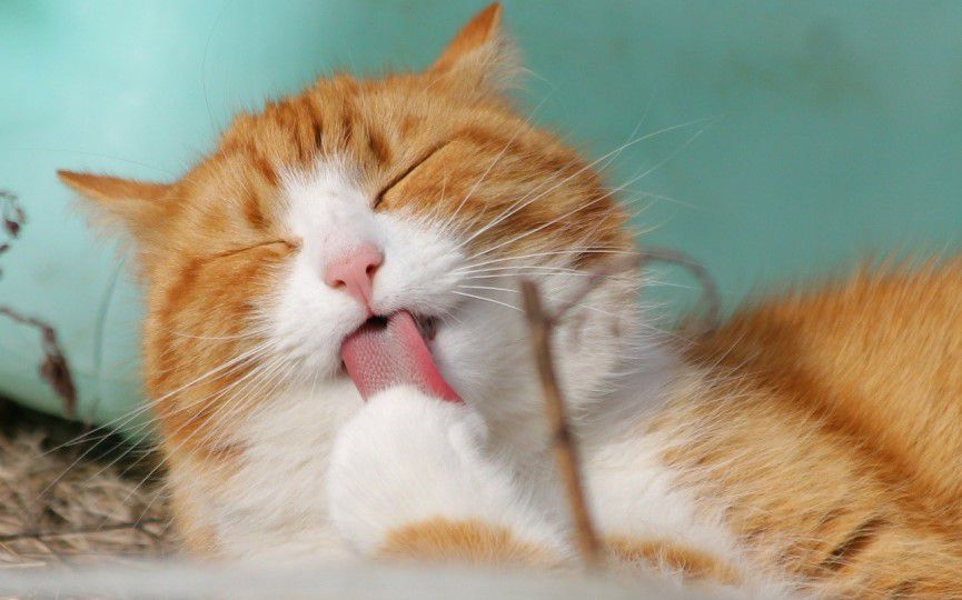 Pérdida de uñas en gatos