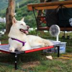 Zona de descanso de un perro