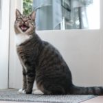 Vivir con gato si tengo alergia