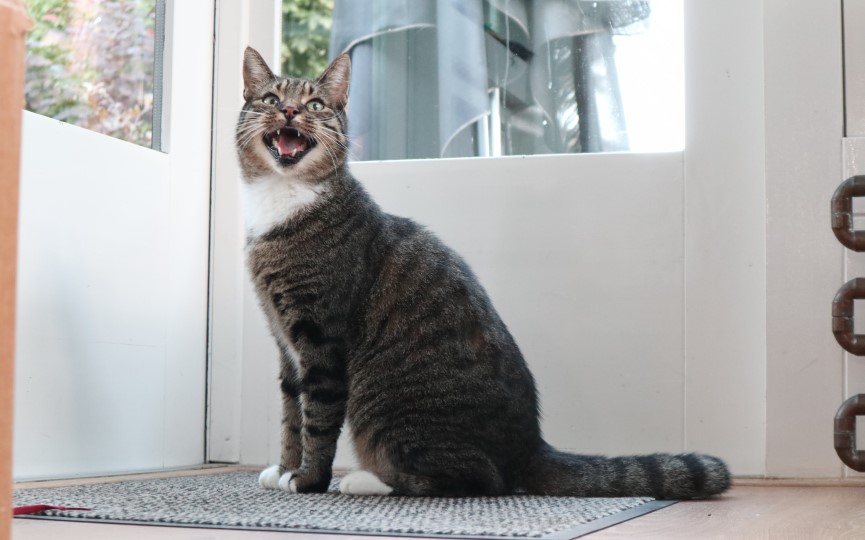 Vivir con gato si tengo alergia