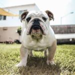 Bulldog perros braquicéfalos